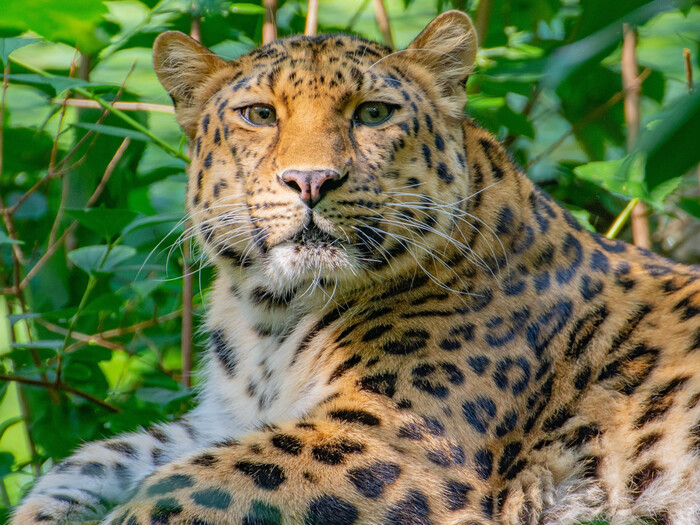 Amur-Leopard