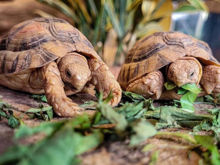 Ägyptische Landschildkröte