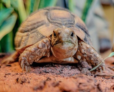 Landschildkröte für Profil 2025