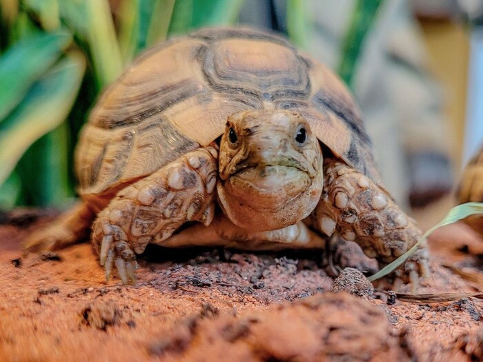 Landschildkröte für Profil 2025
