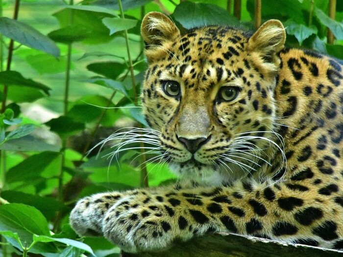 Amur-Leopard 2024