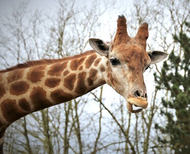 Angola-Giraffe Profil 2025