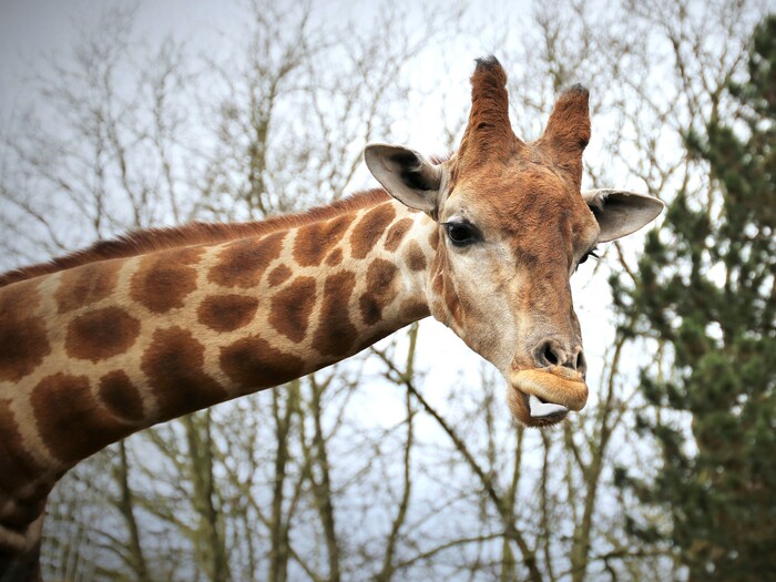 Angola-Giraffe Profil 2025