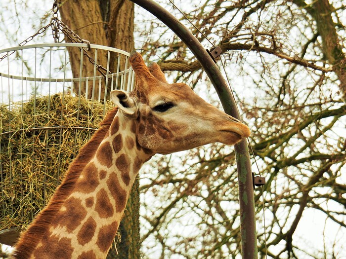 Angola-Giraffe \