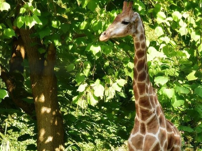Angola-Giraffe \