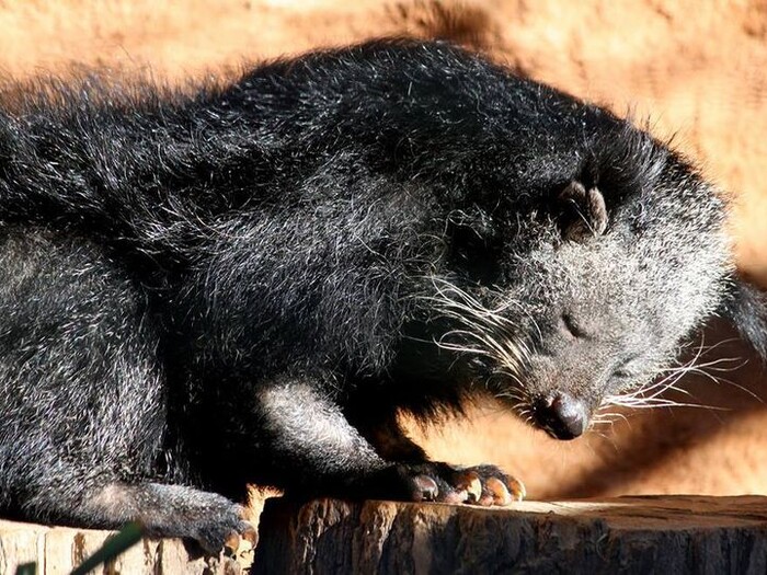 Binturong 2024