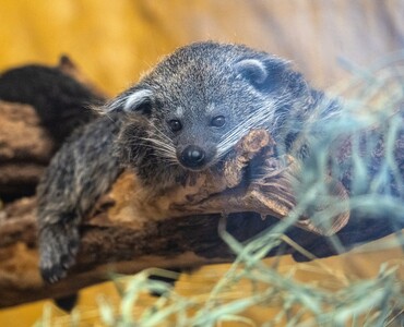 Binturong für Profil 2026