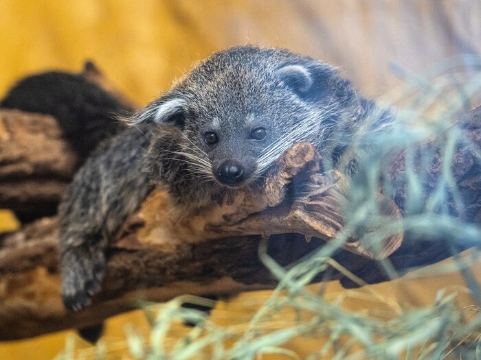 Binturong für Profil 2026