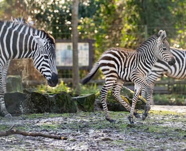 Zebra Profil 2025