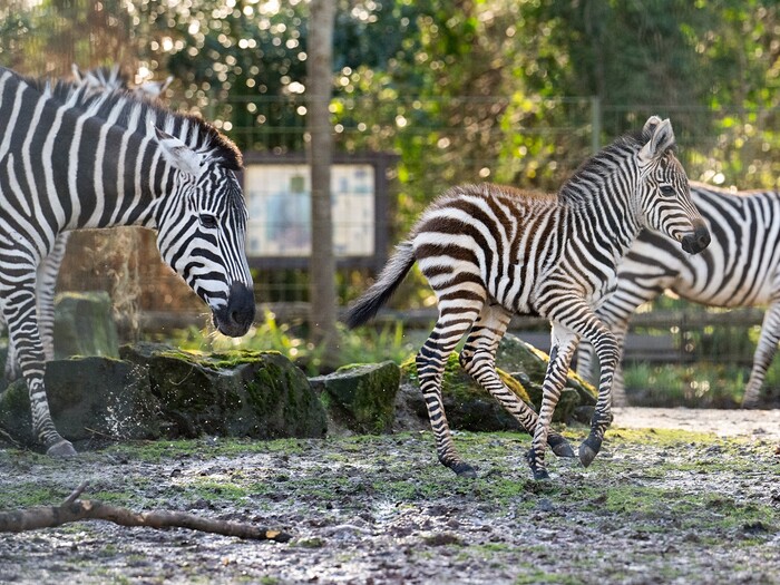 Zebra Profil 2025
