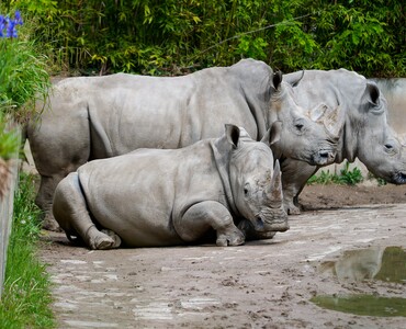 Nashorn für Profil 2026