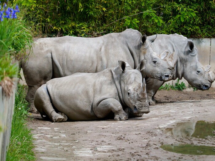 Nashorn für Profil 2026