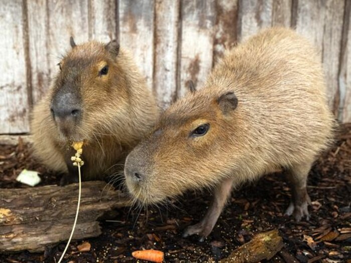 Capybara allgemein 2024