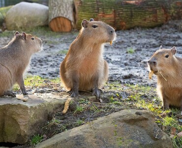 Capybara für Profil 2025