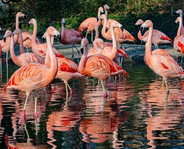 Flamingo für Profil 2026