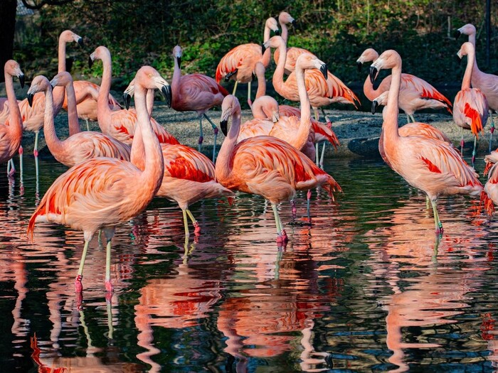 Flamingo für Profil 2026