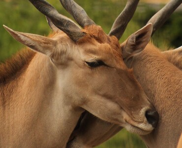 Elen-Antilope für Profil 2026