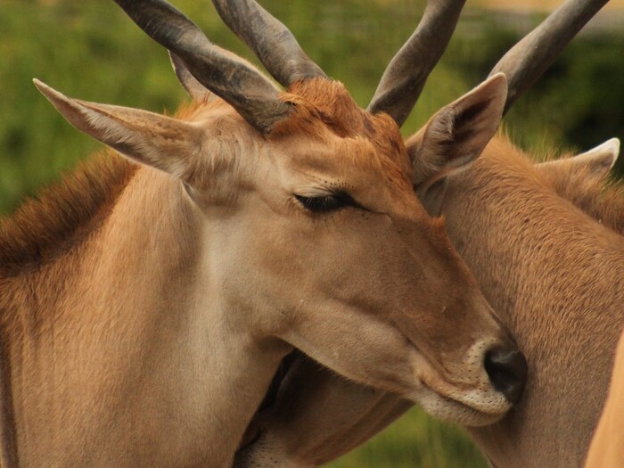Elen-Antilope für Profil 2026