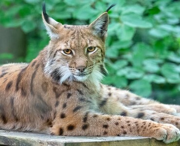 Luchs für Profil 2026