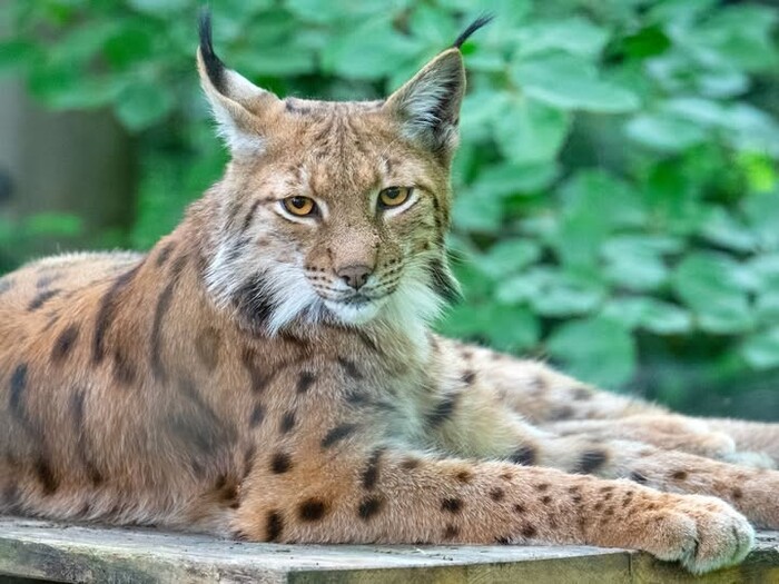 Luchs für Profil 2026