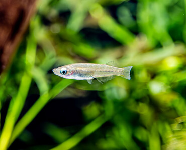 Evers-Reisfisch