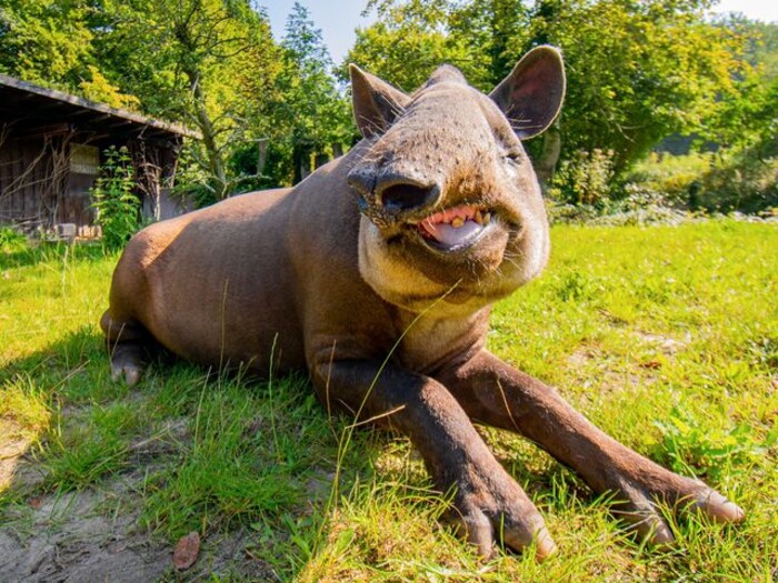 Flachlandtapir allgemein 2024