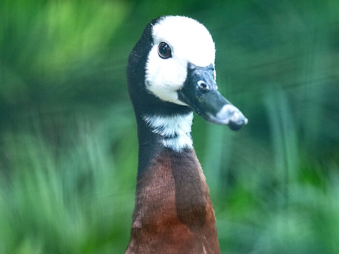 Fuchslöffelente für Profil 2025