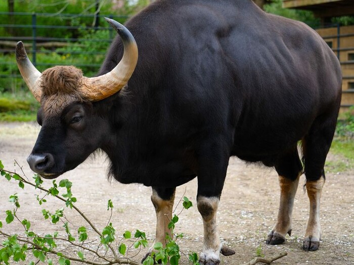 Gaur 2024