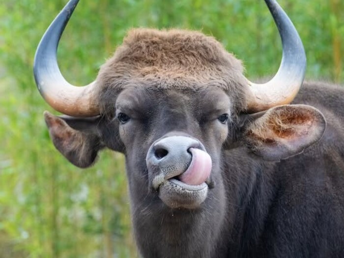 Gaur Profil 2025