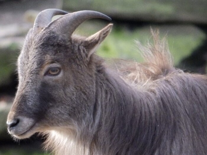 Himalaya-Tahr