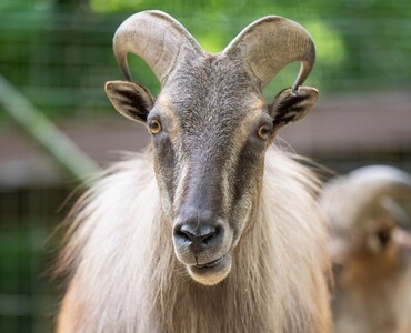 Himalaya-Tahr für Profil 2025