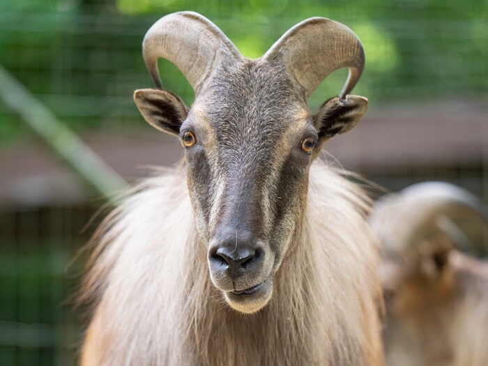 Himalaya-Tahr für Profil 2025