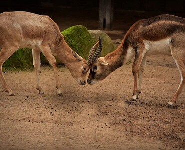 Hirschziegenantilope