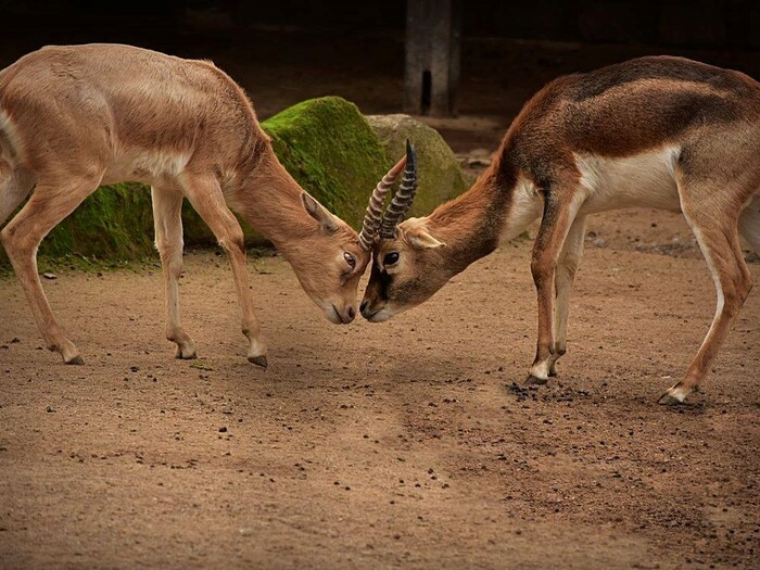 Hirschziegenantilope