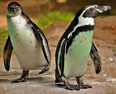 Humboldtpinguin für Profil 2026