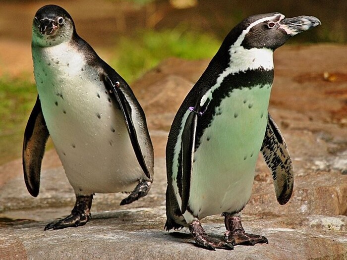 Humboldtpinguin für Profil 2026