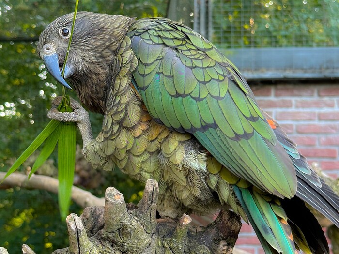 Kea für Profil 2026 allgemein