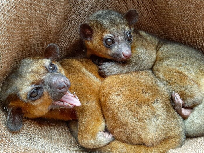 Kinkajou