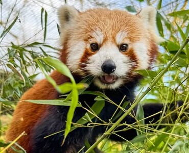 Panda für Profil allg. 2025
