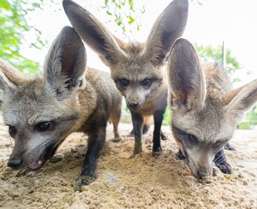 Löffelhund für Profil 2025
