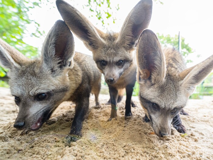 Löffelhund für Profil 2025