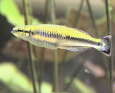 Madagaskar-Ährenfisch für Profil 2026