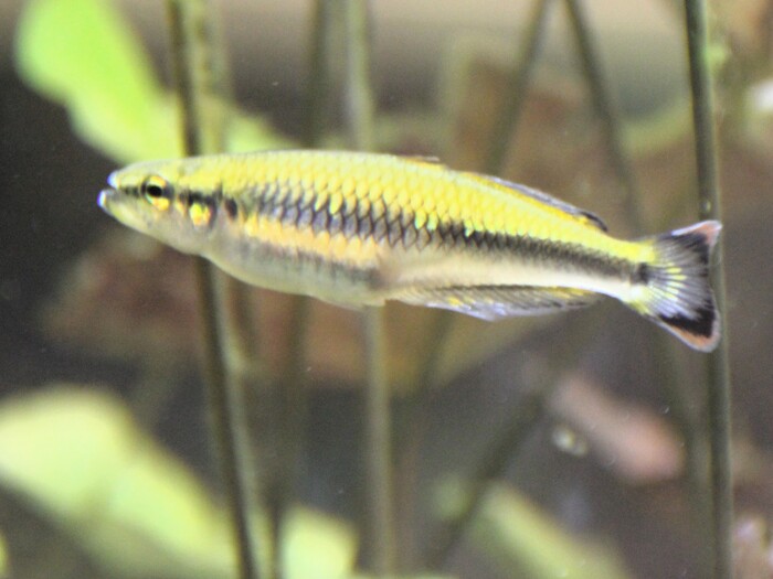 Madagaskar-Ährenfisch für Profil 2026