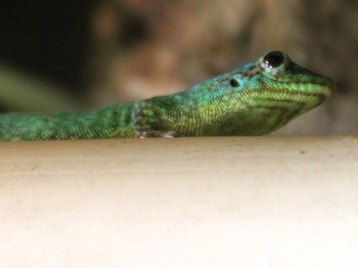 Mauritius-Taggecko für Profil 2025