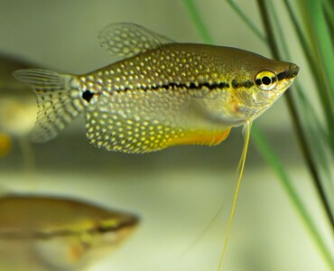 Mosaikfadenfisch Profilbild 2025