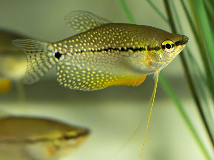 Mosaikfadenfisch Profilbild 2025