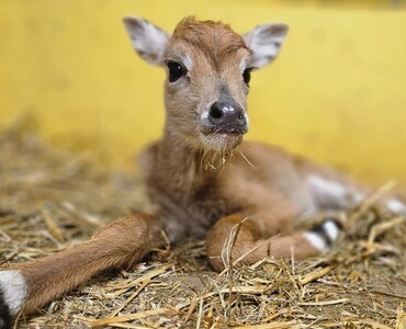 Nilgau für Profil 2026