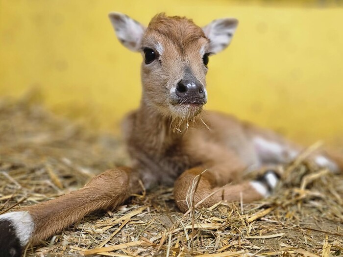 Nilgau für Profil 2026