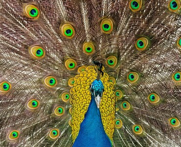 Pfau für Profil 2026