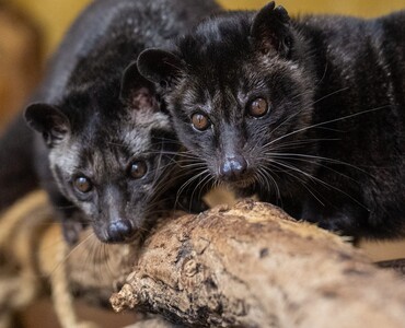 Philippinen-Musang für Profil 2025